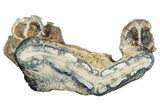 Mammoth Molar Slice With Case - South Carolina #335368-1